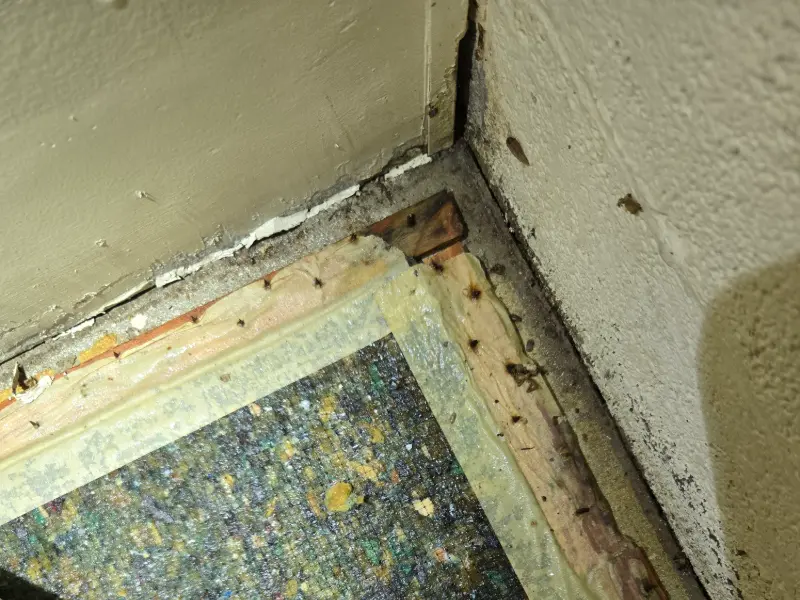 mold remediation services